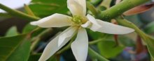 如何种植白兰花呢？
