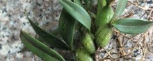 细叶石仙桃的养殖方法是什么呢？
