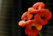 为什么铁海棠开花不红呢？