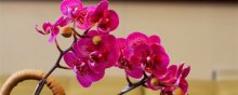 蝴蝶兰的花语和传说是什么呢？