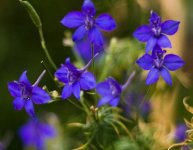 怎么种植蓝雀花，平时养花过程中有什么好技巧？