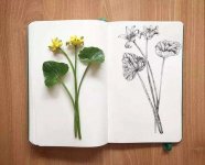 植物园-植物百科全书