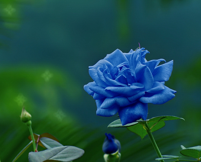 原来蓝色妖姬的花语这么浪漫!