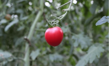 盆栽樱桃番茄怎么做?应该注意哪些问题呢?点进来告诉你正确的