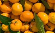 柑橘类水果有哪些？细说柑橘类水果的种类！
