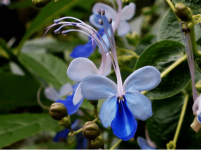 蓝蝴蝶花是真的有毒吗?了解真相的人只后悔知道的太晚了！