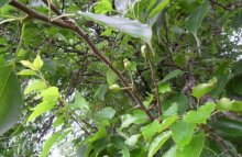 梨树的栽培方法是什么？怎么种植能让梨树更易结果实？