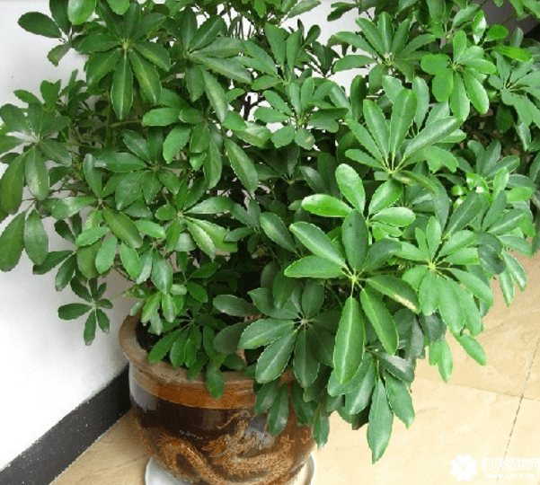 学会这几招 修剪出来的鸭掌木更具观赏性哦!