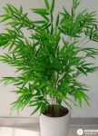 散尾葵和凤尾竹的区别有哪些？你还在认为它们是一种植物吗？