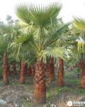 棕榈树价格介绍！价值这么多的棕榈树会不会很贵呢？