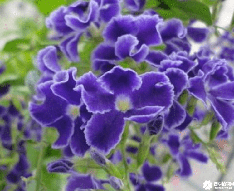 花草百科 花草知识 > > 文章正文 紫罗兰有几种不同的品种和颜色,花香
