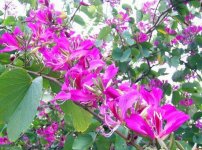 紫荆花的养殖方法和注意事项