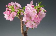 樱花树种植技术