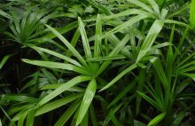 棕竹的养殖方法