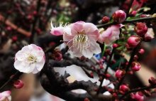 盆栽梅花的养护和病害防治