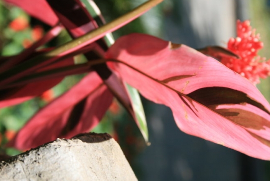 紫背竹芋的养殖方法及注意事项