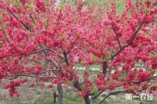 红叶碧桃是乔木灌木？红叶碧桃产地主要分布在哪