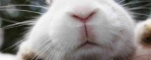 兔子的嘴巴怎么形容