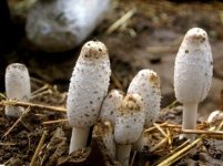 鸡腿菇的生长需要哪些营养条件？