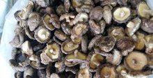 干香菇有虫能吃吗？干香菇怎么保存避免长虫？