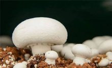 口蘑可以种植吗？口蘑的种植技术