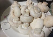 口蘑的营养价值，口蘑的美味做法