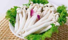海鲜菇的知识，海鲜菇的营养价值与功效
