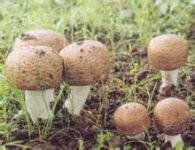 和松茸长得差不多的是什么蘑菇，如何去区分它们