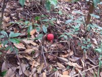 红菇的种类，区别辨别真假红菇？