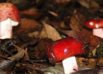 野生红菌可以人工种植吗？野生红菇的产地在哪？