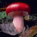 人工培育红菇的方法研究与难题