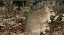 澳大利亚“混”得最惨的袋鼠，是松露真菌散布者