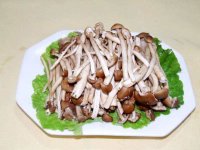 茶树菇属于野生菌吗？有哪些食用功效？