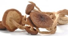 干茶树菇的做法大全集，茶树菇的营养功效