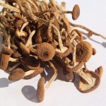 干茶树菇炖鸡汤的做法