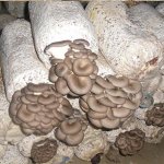 一代平菇料能出几斤蘑菇