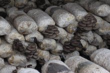 蘑菇菌生平菇怎么喷水