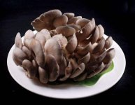 大棚食用菌平菇用什么加温