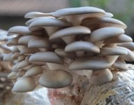平菇废菌包可以做草菇的原材料吗