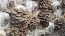食用菌平菇是凉性吗