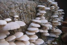 一亩地养殖蘑菇平菇需要多少资金