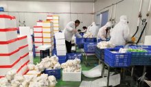 湖南宇秀生物科技：每天4万斤杏鲍菇销往粤港澳