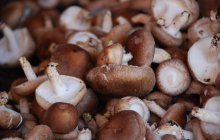 香菇可以生吃吗？