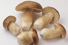 白香菇的作用及禁忌，香菇适合与哪些食物搭配一起吃