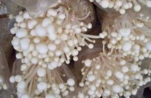 金针菇怎么种？金针菇的养殖方法