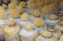 黄金针菇的培育方法