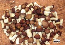 草菇有解毒的功效吗？