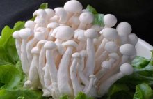 白玉菇有点发黄能吃吗？
