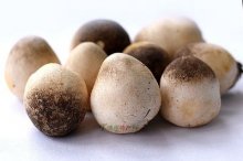 草菇什么菌种比较好，怎样配制草菇的培养料