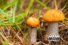 草菇中毒有什么方法解，怎么分辨草菇有毒？
